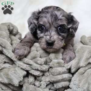 Ringo, Cavapoo Puppy